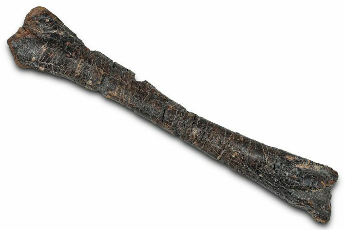 Fossil Ornithopod Dinosaur (Dryosaurus) Tibia - Wyoming #342163